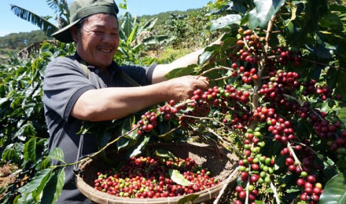 Coffee hoarding: Vietnamese speculators pressure global robusta deficit