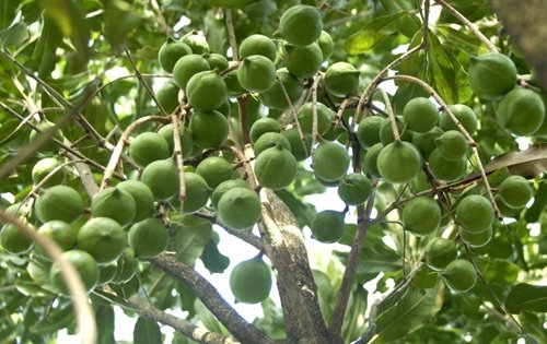 Scientists raise doubts about macadamia cultivation plan