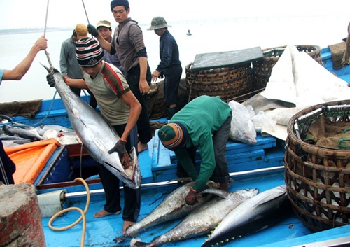 Tuna exports slump due to poor demand