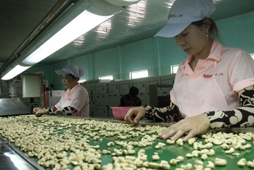 Q1 cashew export value up 15.42%