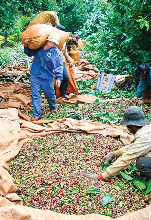Vietnam considers joining big exporters to stop coffee price slide
