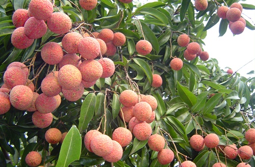 Ministry to boost sale of lychees