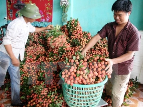 Australia to import fresh lychees from Viet Nam