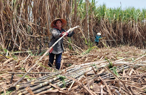 Sugarcane industry needs to slash costs