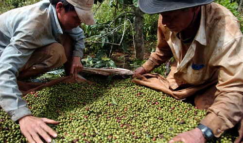 Vietnam's coffee growers turn to pepper as prices soar