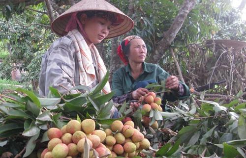 Quality, image focus urged for lychee exports