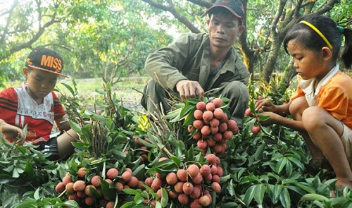 Vietnamese lychees now available for sale in France
