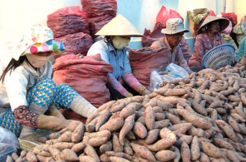 Chinese try to corner farm produce market in Vietnam