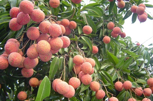 Lychee marketers on a roll