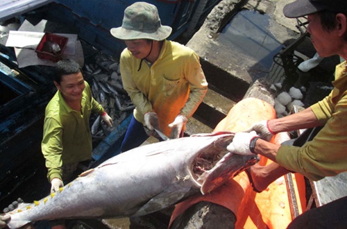 Tuna value likely to drop in Q2