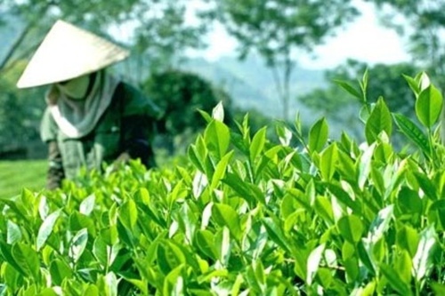 Vietnamese tea needs to have world certification