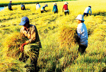 Only 1% of Vietnamese enterprises investing in agriculture: ministry