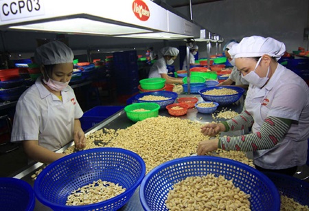 Cashew export value skyrockets