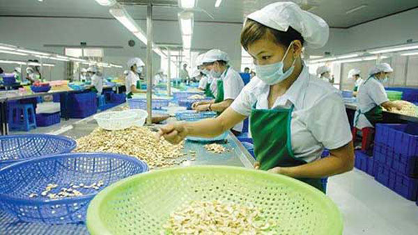 Vietnam cashew industry: Time for a new strategy
