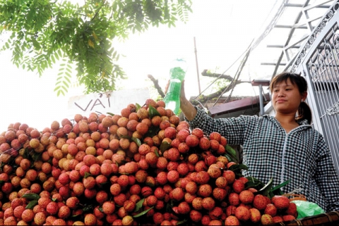 Sweet success for Vietnamese lychees