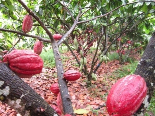 Cocoa farmers say things could be better
