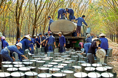 Oversupply likely to plague VN's rubber industry for years