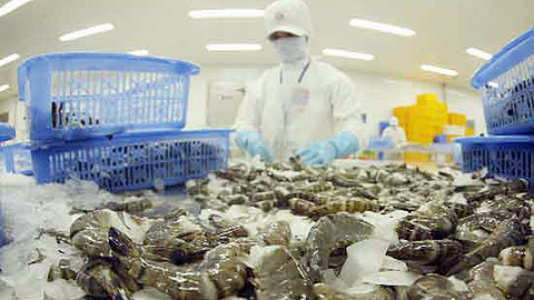 Viet Nam shrimp exports to US plummet