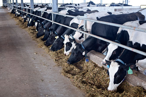 Vinamilk to raise dairy cow herd to 24,000