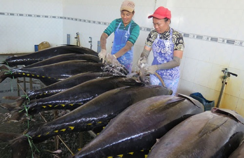 Japan to process tuna in Phu Yen