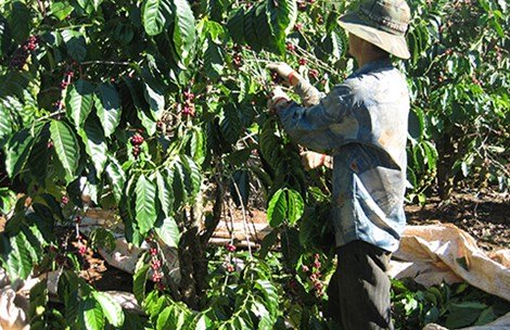 Hidden identity: Vietnamese coffee re-exported under other names