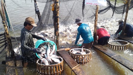 Farmers give up raising shrimp after exports of seafood drop