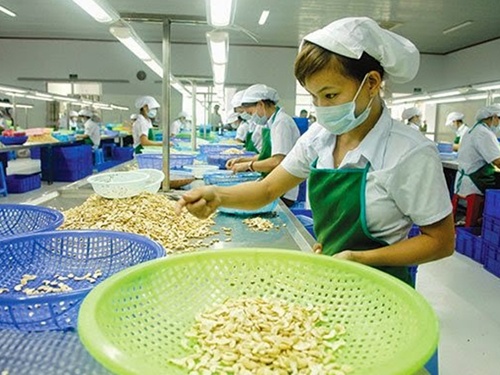 Cashew shortage to hit VN exports until end of year