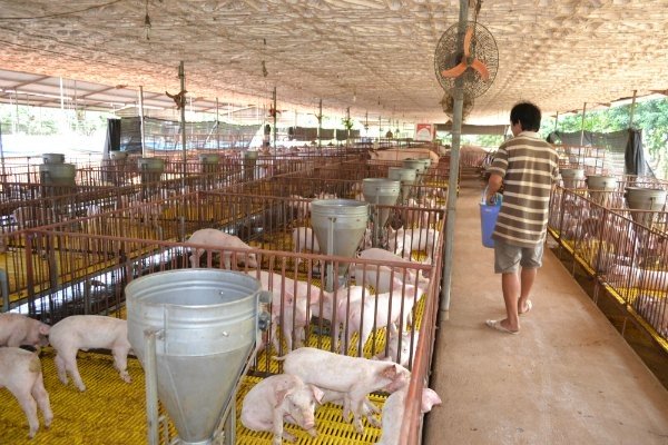 When will Vietnam export meat?