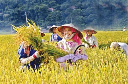 Agriculture - the pillar of Vietnam’s stability