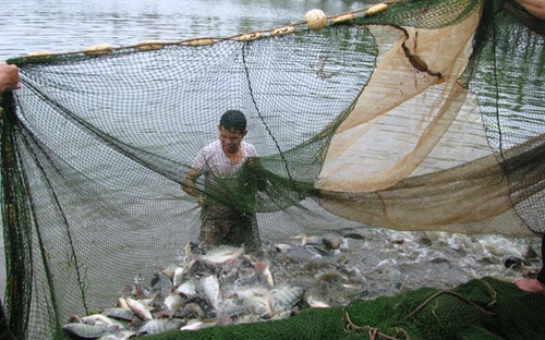 Tilapia fish exports seen rising by 2020