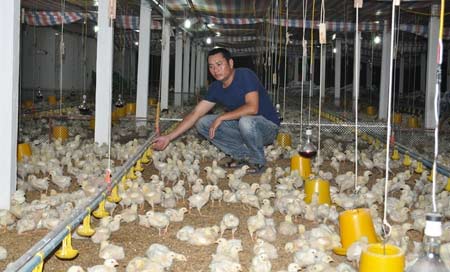 Many farmers give up as US chicken sells at dirt-cheap prices