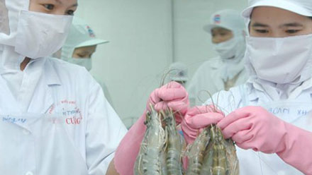 Shrimp exports on the road to recovery