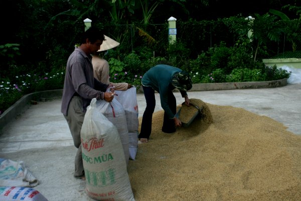 Jasmine fragrant rice to be developed as Vietnam’s national rice brand