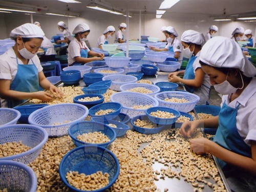 Cashew exports to reach record high