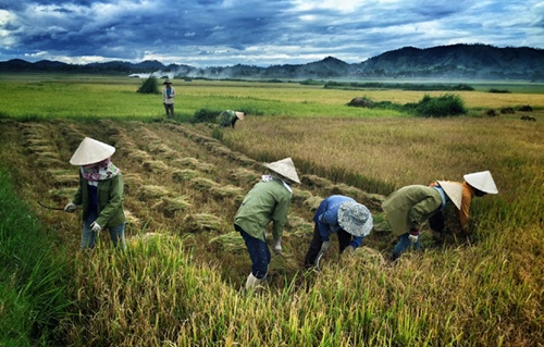 Rice production thrives with large-scale fields