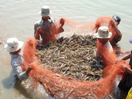 Shrimp farming in Viet Nam: the search for sustainability