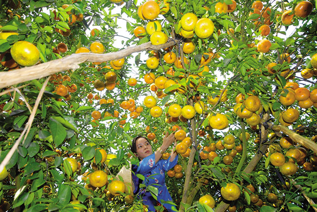 Foreign firms hungry for agri projects