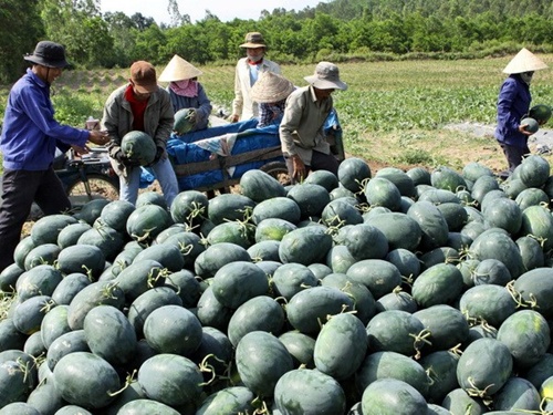 Watermelon prices sharply decrease