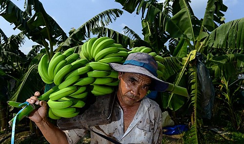 Vietnamese farmer invests over $1.4mn in clean banana production