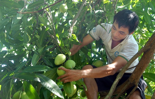 Australia to import VN mangoes