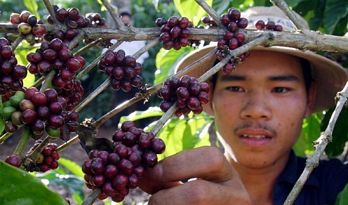 Vietnam coffee exports could drop 25 pct in 2016: industry official