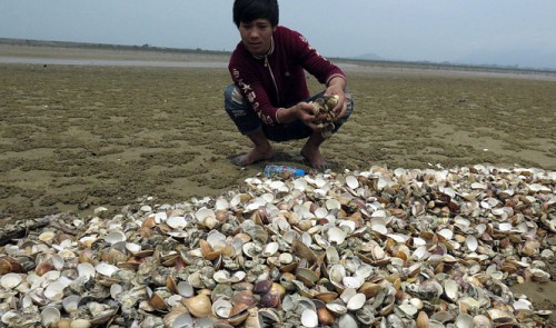 100 tons of clams die mysteriously in central Vietnam