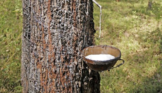 Rubber prices bounce back
