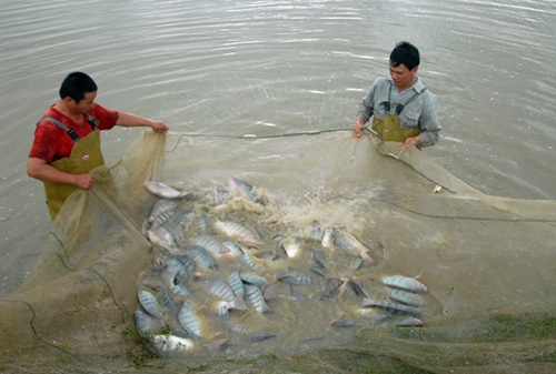 VN eyes tilapia export market