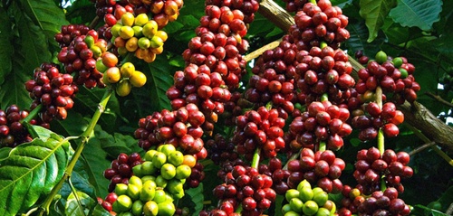 VN coffee output may fall in drought