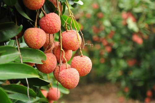 Firms need to foster lychee exports