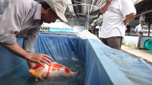 Ornamental fish exports bring $7mn to HCM city
