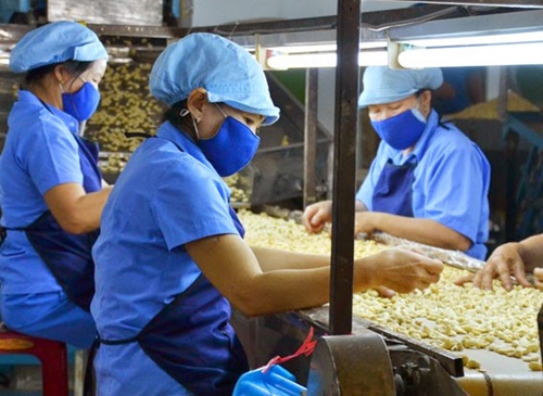 Cashew industry to establish fund