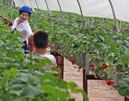 Japan eyes TPP investment in VN agriculture