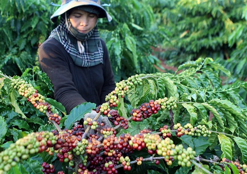 Coffee prices hit 11 month high